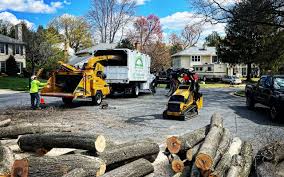 Trusted Hayfork, CA Tree Removal Services Experts